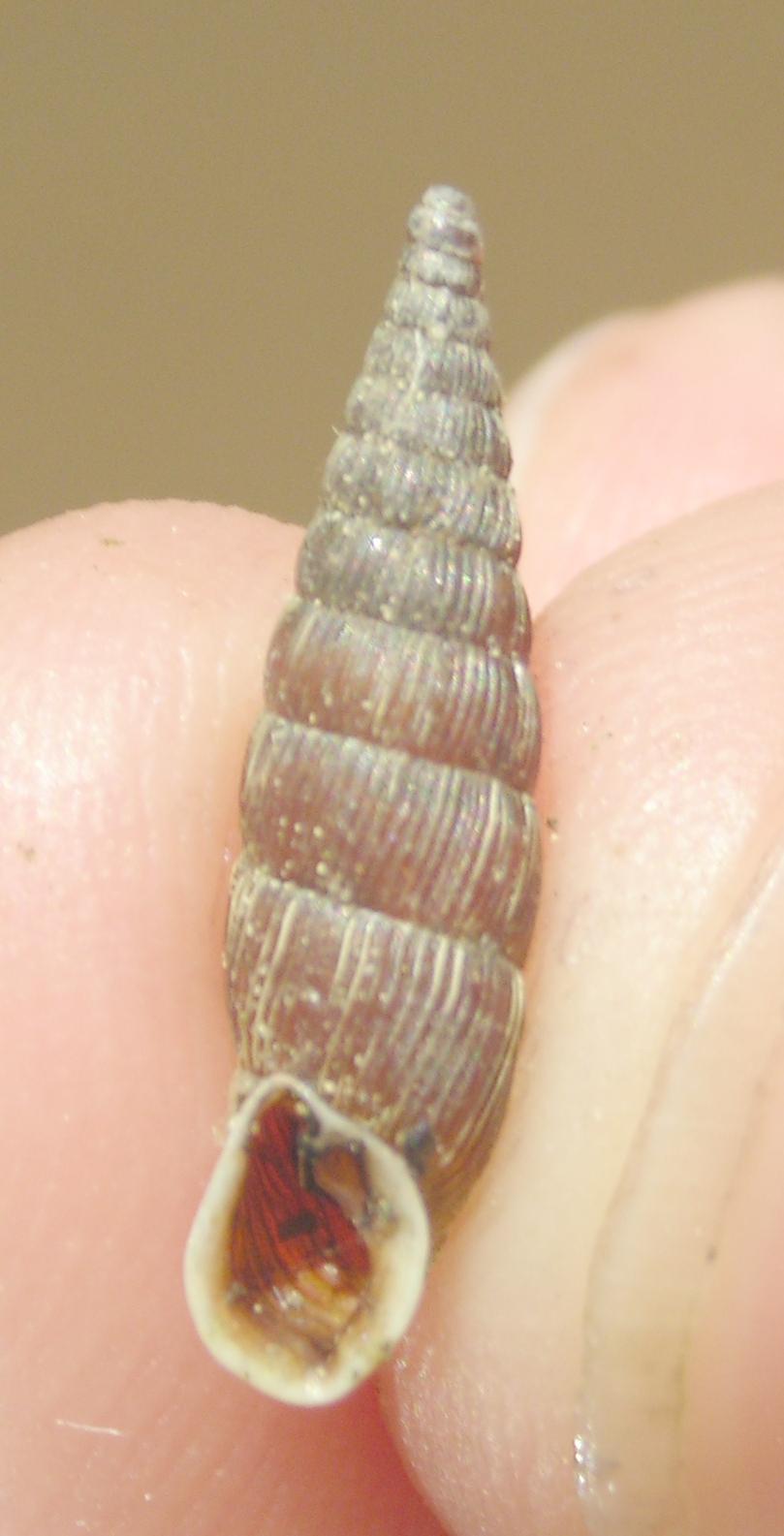 Clausiliidae- Alinda biplicata